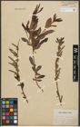 Foto von Salix purpurea L. x Salix silesiaca Willd.